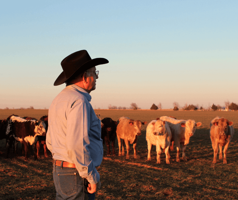 Rancher and cattle