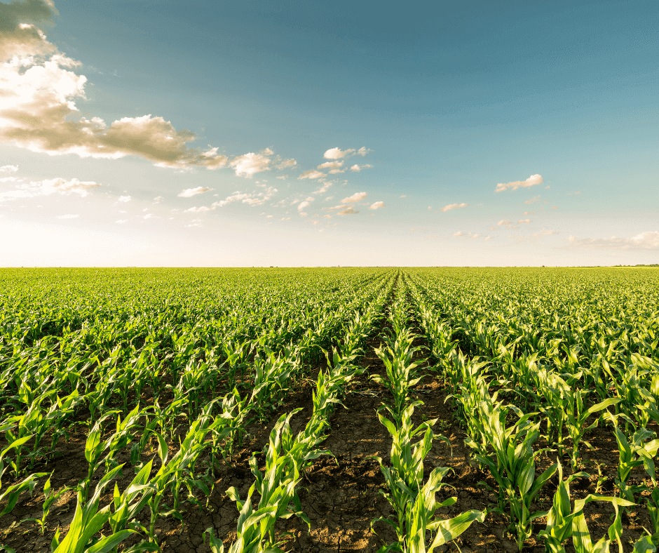 field of corn