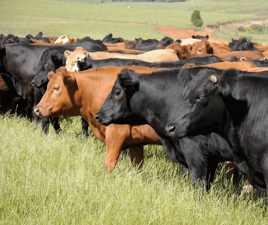 cattle in field