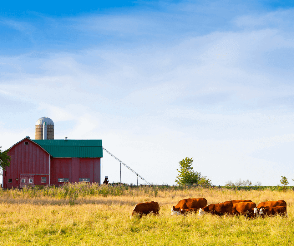 farm land with cattle and barn