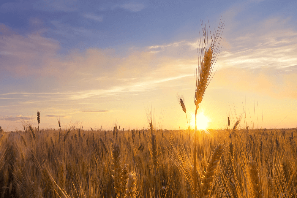 Wheat field with a sunset